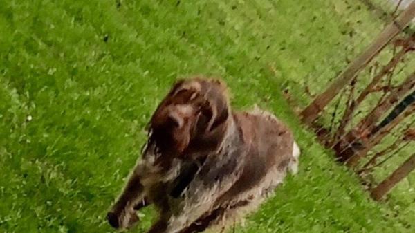 Fundhund Windsfeld Tierheim Gunzenhausen Nov 2025