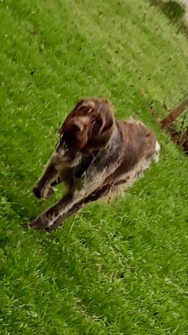 Diesen süßen Vierbeiner hat ein Bürger am Montag, 17. November, in Windsfeld bei Dittenheim gefunden. Wer kennt oder vermisst ihn?