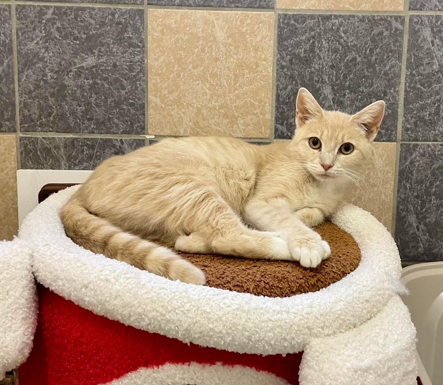 Shanty ist eine etwa einjährige Katzendame. Sie ist sehr genügsam, lieb und verschmust – das perfekte Haustier also. Sie braucht ein neues Zuhause mit Freigang.