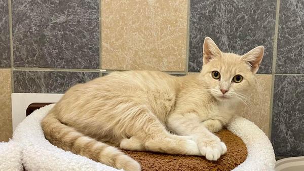 Shanty ist eine etwa einjährige Katzendame. Sie ist sehr genügsam, lieb und verschmust – das perfekte Haustier also. Sie braucht ein neues Zuhause mit Freigang.