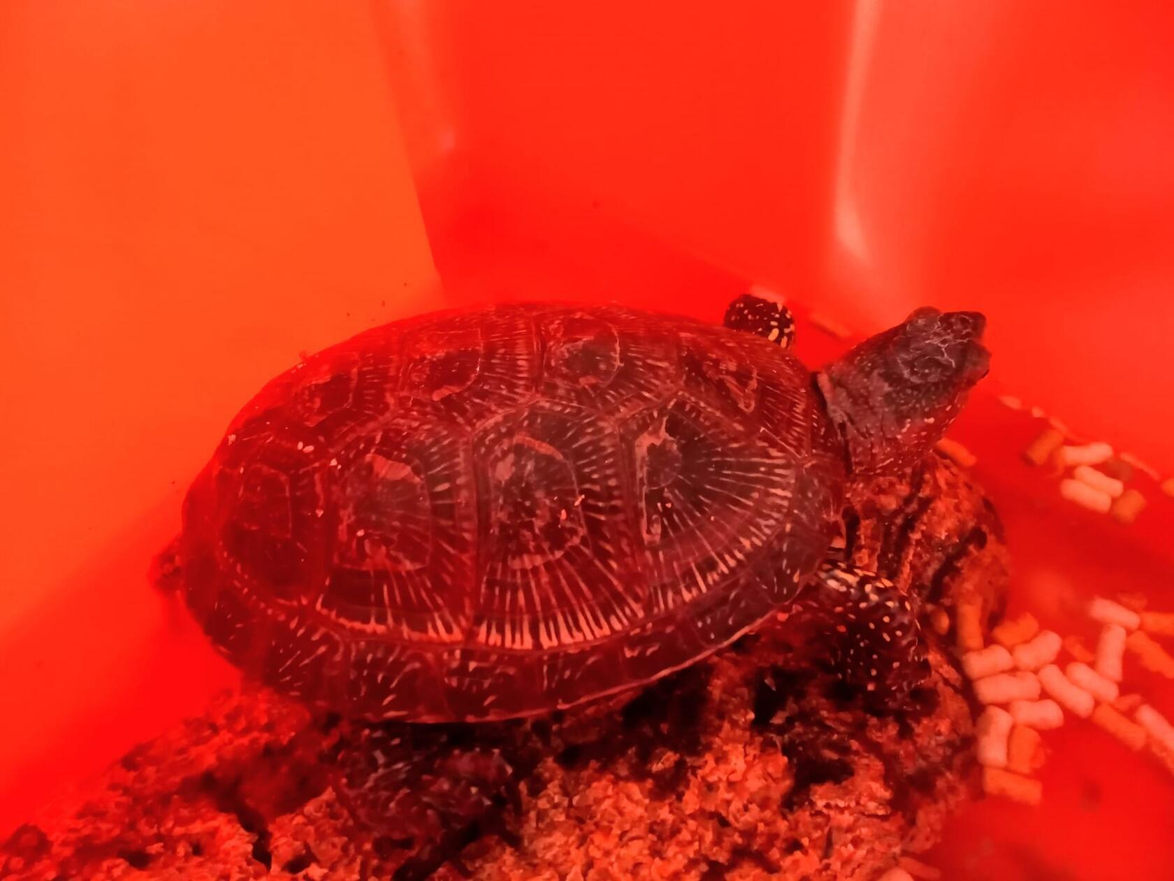 Ein ungewöhnlicher Gast im Gunzenhäuser Tierheim: Diese europäische Sumpfschildkröte wurde am 04. Oktober in der Albert-Schweitzer-Straße in Gunzenhausen gefunden und ins Tierheim gebracht. Wer kennt oder vermisst sie?