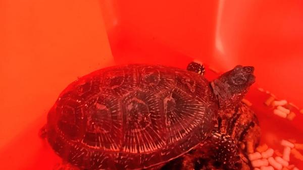 Ein ungewöhnlicher Gast im Gunzenhäuser Tierheim: Diese europäische Sumpfschildkröte wurde am 04. Oktober in der Albert-Schweitzer-Straße in Gunzenhausen gefunden und ins Tierheim gebracht. Wer kennt oder vermisst sie?