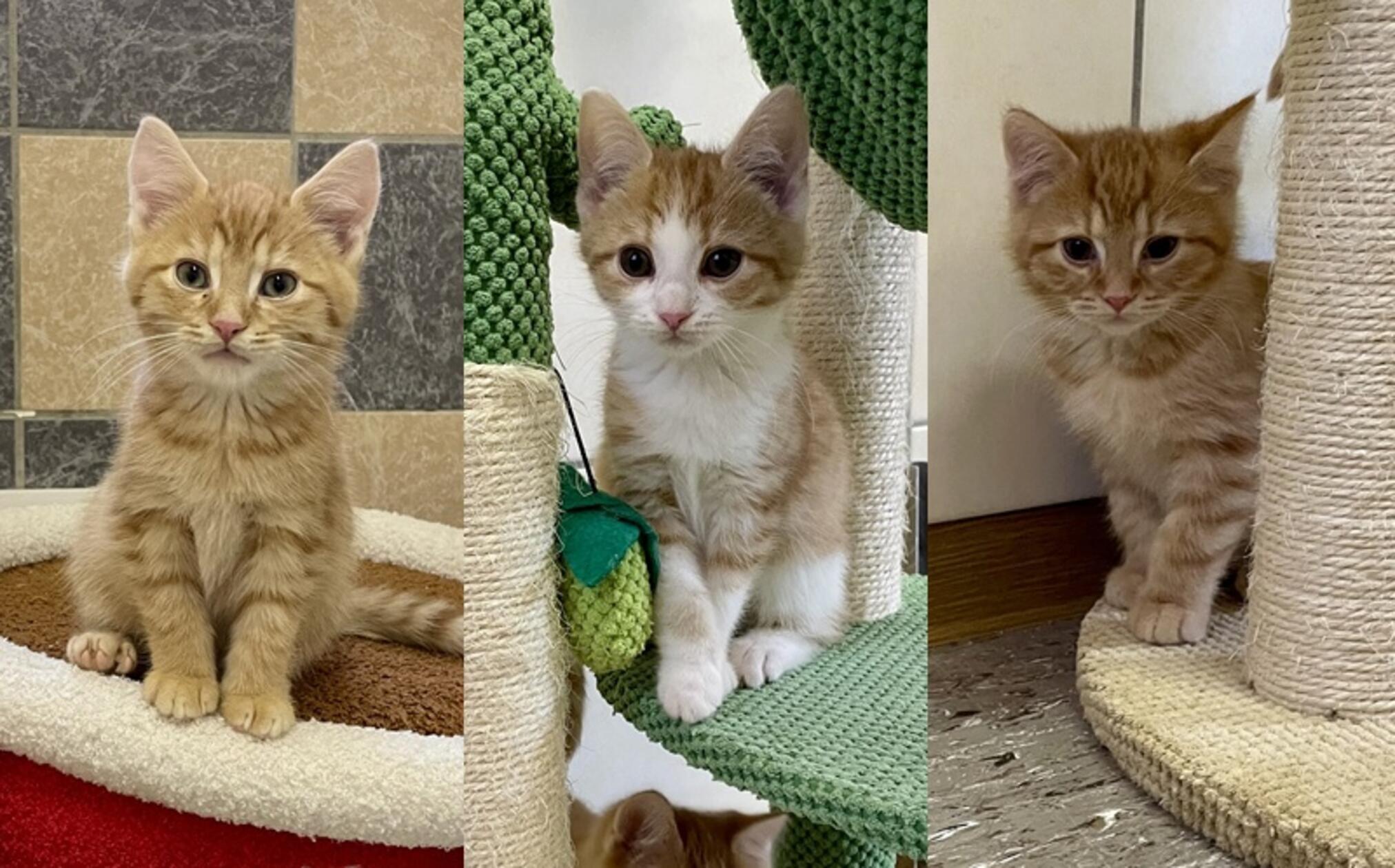 Diese drei Katzenkinder suchen ebenfalls ein neues Zuhause. Sie spielen und toben viel, mit ihnen ist echt was los. Vermittelt werden sie im Doppelpack oder zu einem gleichaltrigen Spielkameraden dazu.