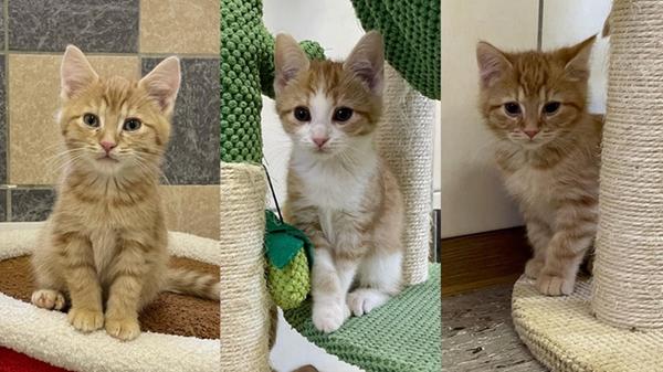 Diese drei Katzenkinder suchen ebenfalls ein neues Zuhause. Sie spielen und toben viel, mit ihnen ist echt was los. Vermittelt werden sie im Doppelpack oder zu einem gleichaltrigen Spielkameraden dazu.