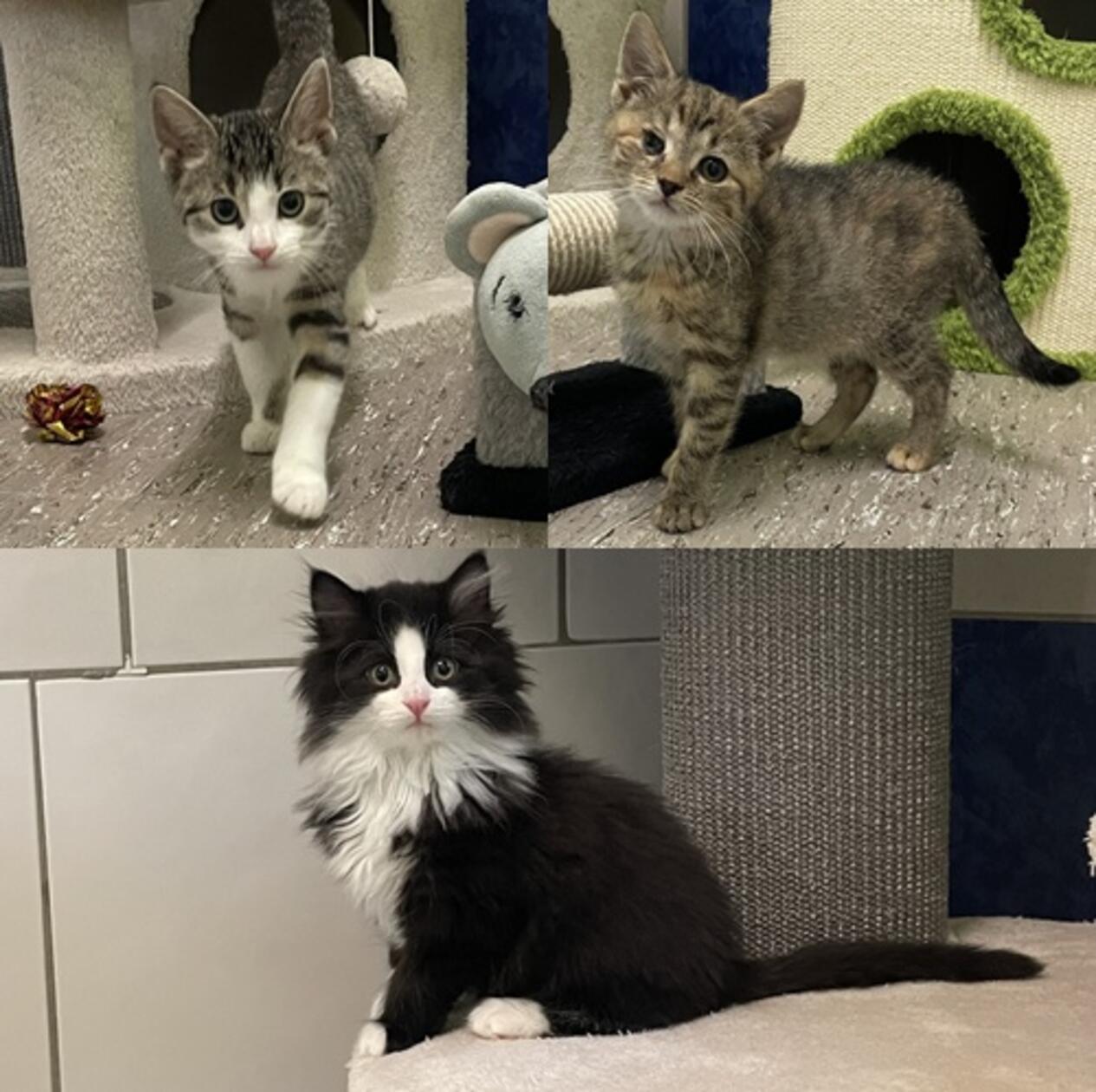 Auch diese drei Kätzchen suchen ein neues Zuhause. Am liebsten machen sie Blödsinn und halten das Tierheim-Team auf Trab. Vermittelt werden sie im Doppelpack oder zu einem gleichaltrigen Spielkameraden dazu.