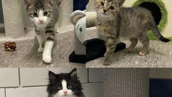 Auch diese drei Kätzchen suchen ein neues Zuhause. Am liebsten machen sie Blödsinn und halten das Tierheim-Team auf Trab. Vermittelt werden sie im Doppelpack oder zu einem gleichaltrigen Spielkameraden dazu.