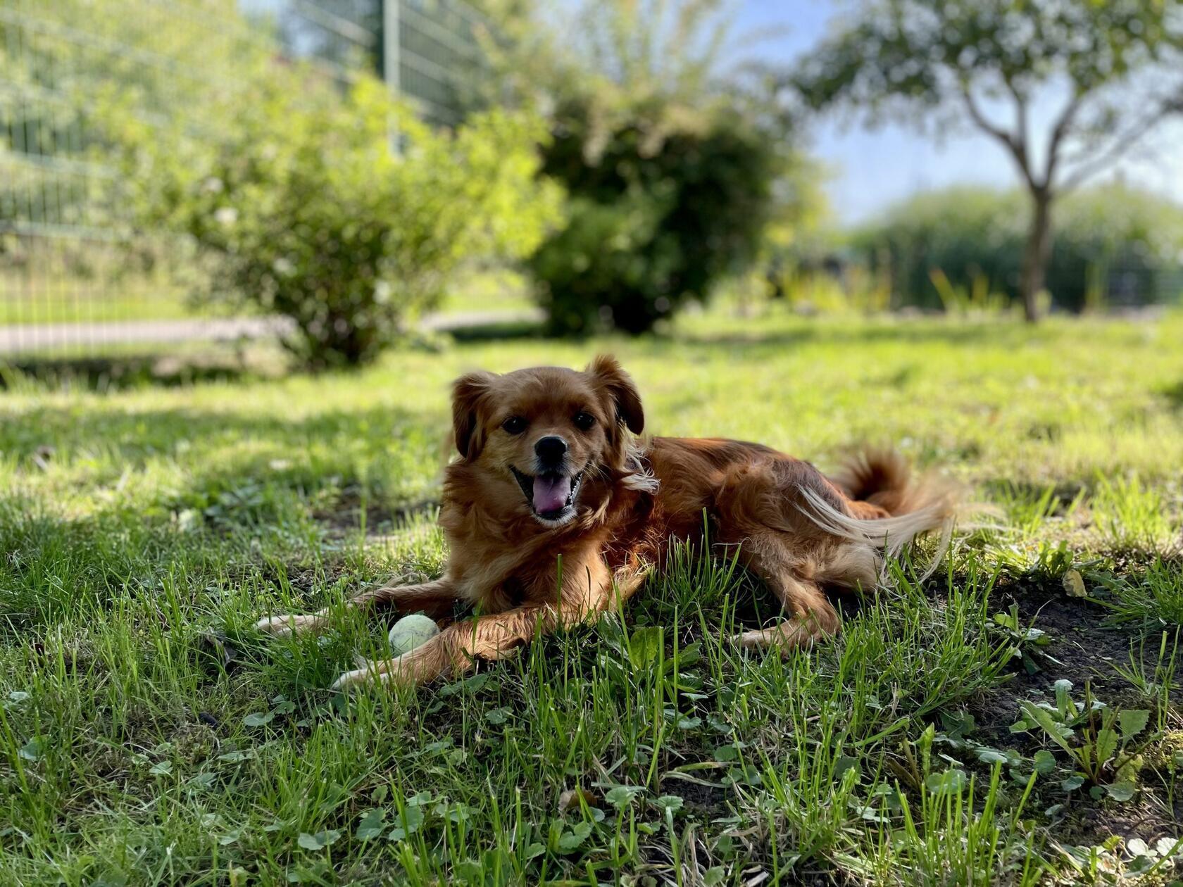 Charly ist ein siebenjähriger Mischlingsrüde. Inzwischen ist er schon eine ganze Weile im Tierheim, was die Leiterinnen des Heims überhaupt nicht verstehen können. Er ist intelligent, fit und sehr putzig. Da Charly in der Vergangenheit nicht besonders gut behandelt wurde, versucht er immer zuerst, sich zu schützen - was leider oft missverstanden wird. Andere Hunde, Kinder und vor allem Männer sind nicht so sein Ding, am liebsten hätte er einfach ein Frauchen. Er geht gerne auf Spaziergänge und liebt es, herumzutoben. Charly ist am liebsten überall dabei und steht gerne im Mittelpunkt. Eigentlich ist er sehr aufgeschlossen und erlebt gerne etwas. Wenn er jemanden in sein Herz geschlossen hat, dann ist er ein richtig toller Hund.