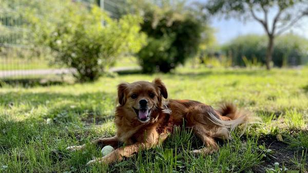 Charly ist ein siebenjähriger Mischlingsrüde. Inzwischen ist er schon eine ganze Weile im Tierheim, was die Leiterinnen des Heims überhaupt nicht verstehen können. Er ist intelligent, fit und sehr putzig. Da Charly in der Vergangenheit nicht besonders gut behandelt wurde, versucht er immer zuerst, sich zu schützen - was leider oft missverstanden wird. Andere Hunde, Kinder und vor allem Männer sind nicht so sein Ding, am liebsten hätte er einfach ein Frauchen. Er geht gerne auf Spaziergänge und liebt es, herumzutoben. Charly ist am liebsten überall dabei und steht gerne im Mittelpunkt. Eigentlich ist er sehr aufgeschlossen und erlebt gerne etwas. Wenn er jemanden in sein Herz geschlossen hat, dann ist er ein richtig toller Hund.