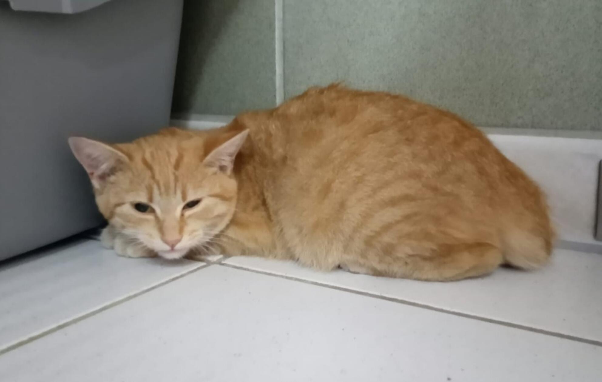 Diese süße Katze ist jemandem am 11. November in Ostheim zugelaufen und wurde am 12. November ins Tierheim gebracht. Wer kennt oder vermisst sie?