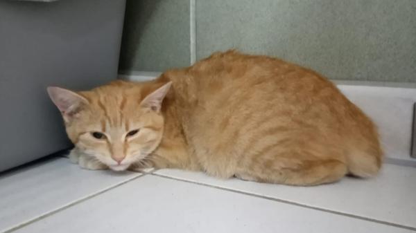 Diese süße Katze ist jemandem am 11. November in Ostheim zugelaufen und wurde am 12. November ins Tierheim gebracht. Wer kennt oder vermisst sie?