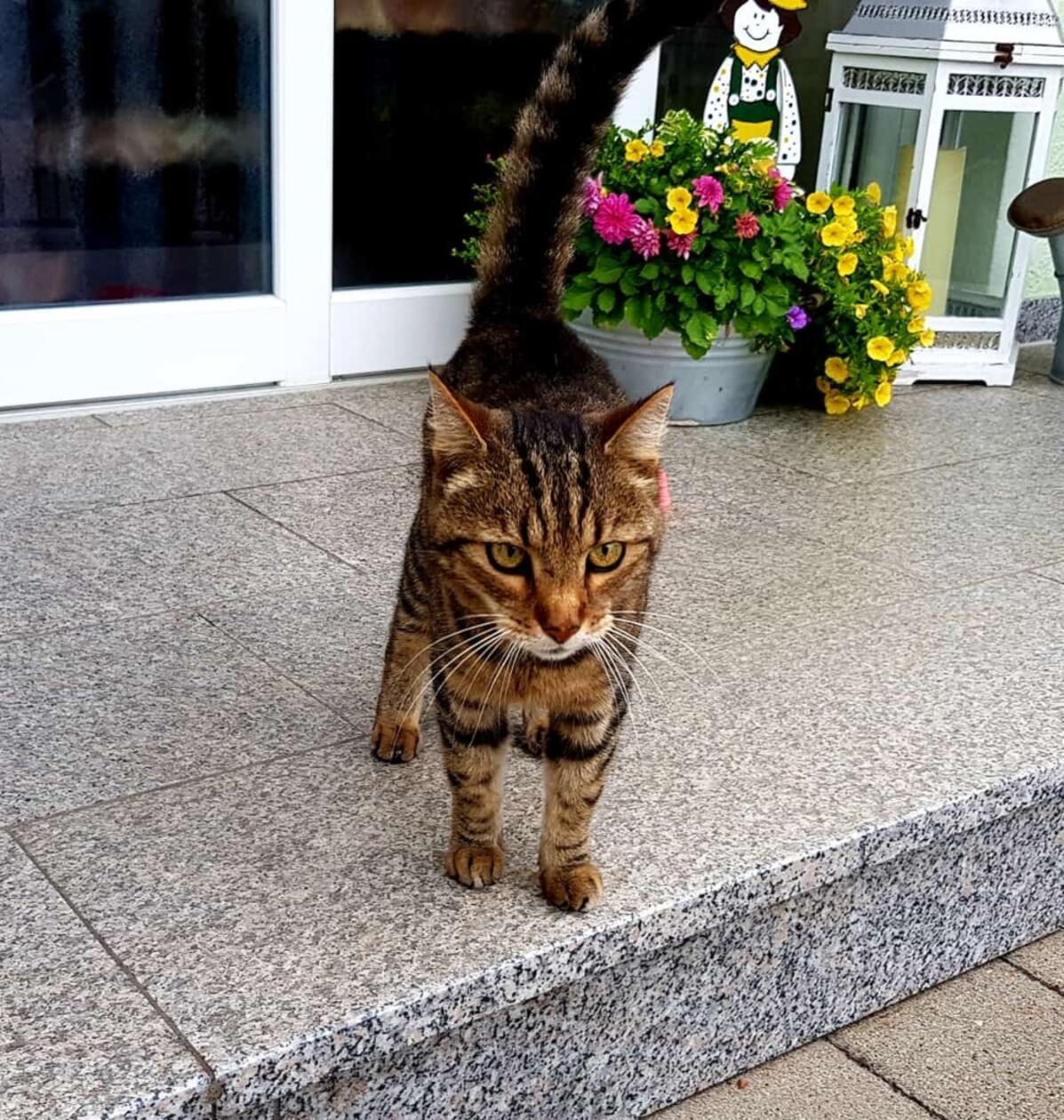 Dieser Kater wurde am 20. August in der Emil-von-Behring-Straße in Gunzenhausen gefunden. Er ist leider nicht gechipt. Aktuell befindet er sich bei seinen Findern.