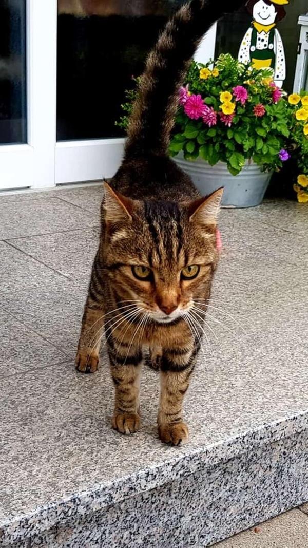 Dieser Kater wurde am 20. August in der Emil-von-Behring-Straße in Gunzenhausen gefunden. Er ist leider nicht gechipt. Aktuell befindet er sich bei seinen Findern.