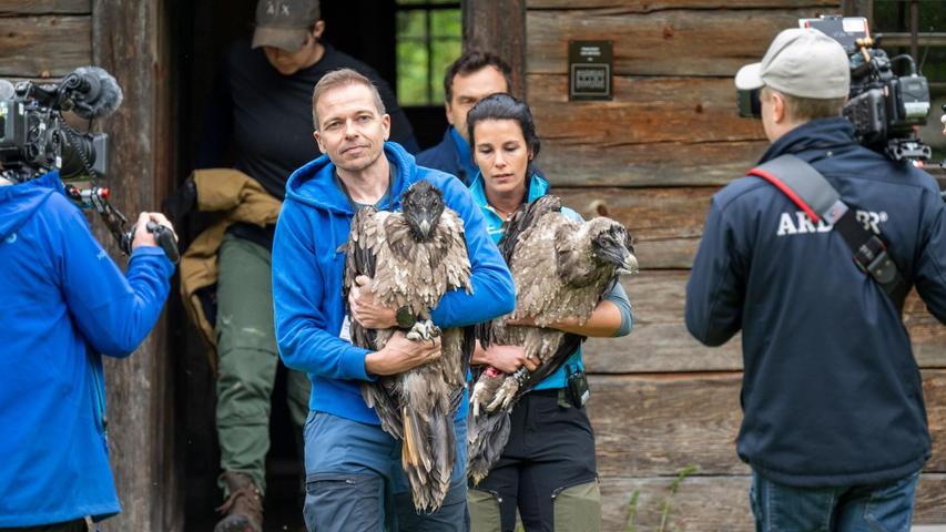 Die Junggeier sind schon rechte Brocken - und haben als ausgewachsene Vögel eine Spannweite von knapp drei Metern. Die Junggeier sind schon rechte Brocken - und haben als ausgewachsene Vögel eine Spannweite von knapp drei Metern.