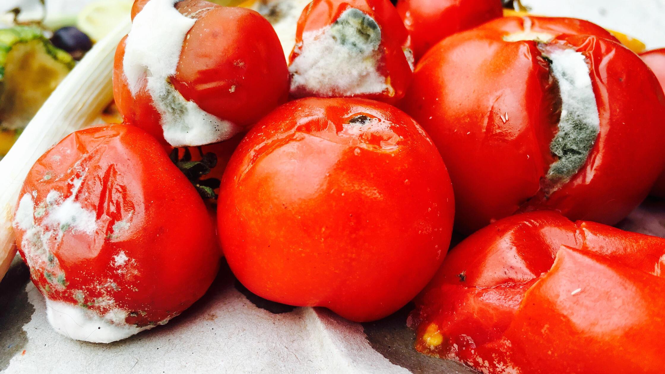 Verschimmelte Tomaten und Obst, Bio-Muell