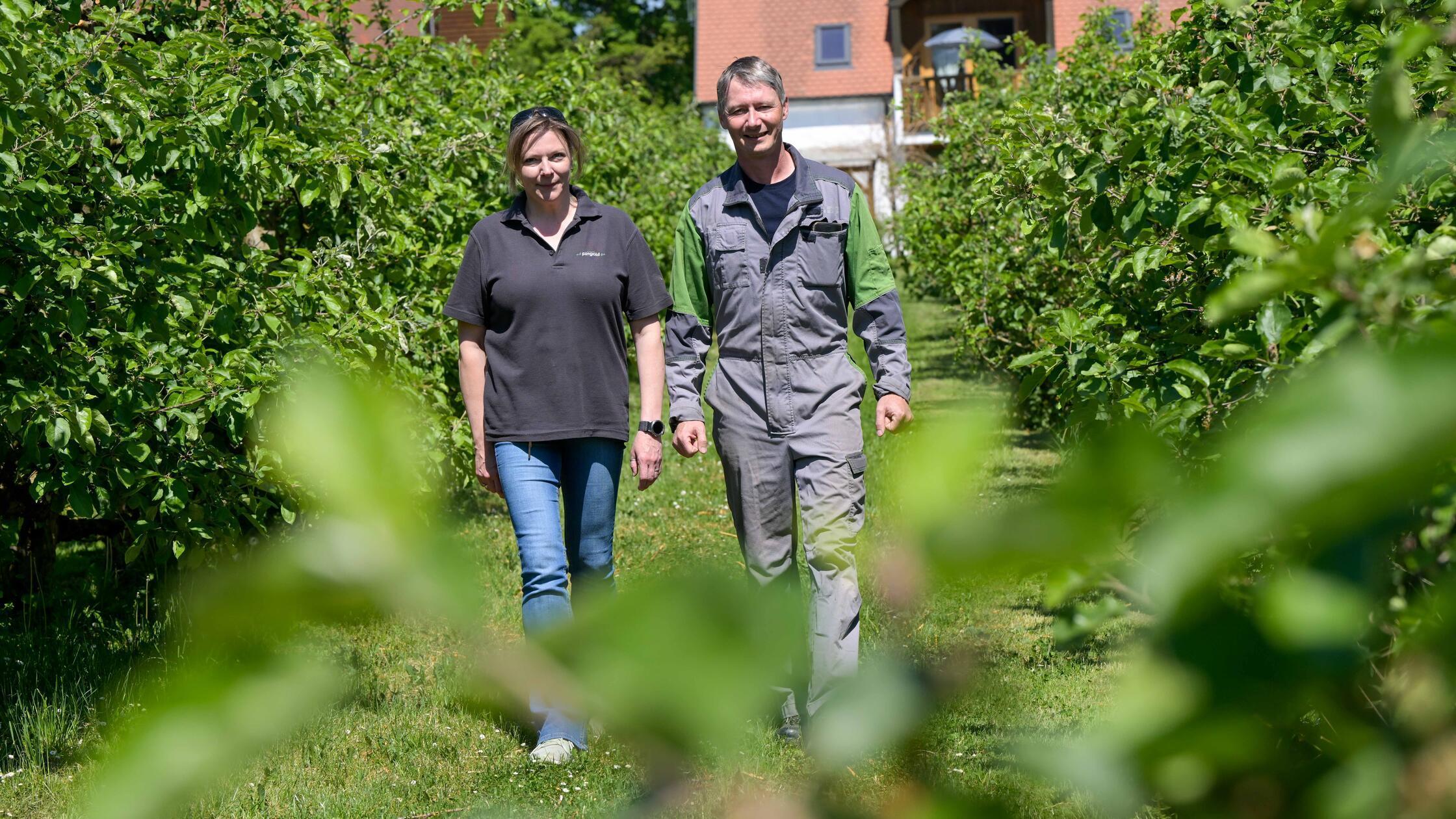 Pingold_130525_as_15