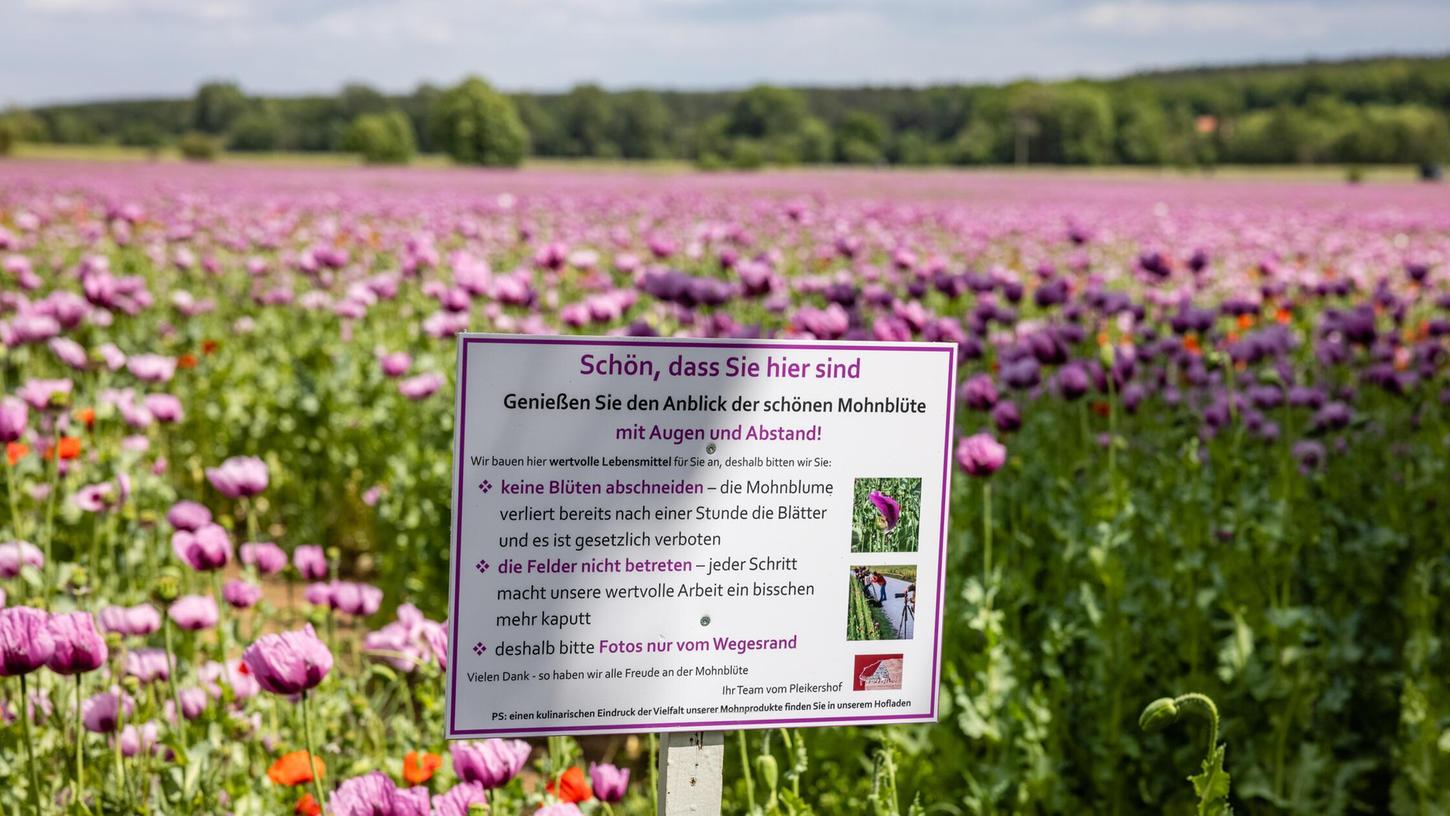Die violette Blütenpracht verleitet einige dazu, Fotos inmitten des Mohnfeldes zu schießen. Doch dadurch können die Pflanzen beschädigt werden. Die violette Blütenpracht verleitet einige dazu, Fotos inmitten des Mohnfeldes zu schießen. Doch dadurch können die Pflanzen beschädigt werden.