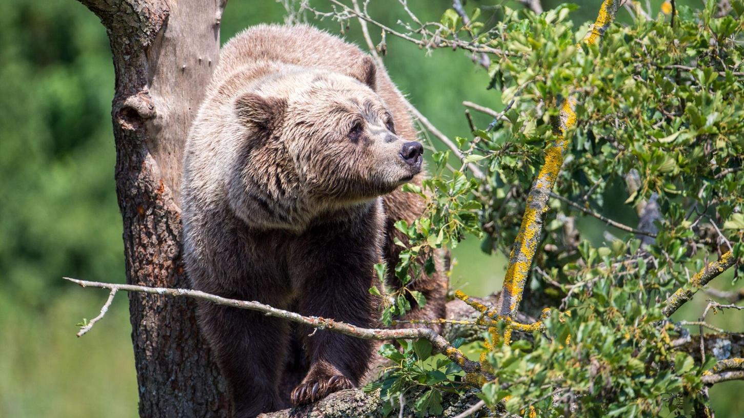 Dieser Bär klettert im Wildpark Poing auf einem Baum. Dieser Bär klettert im Wildpark Poing auf einem Baum.