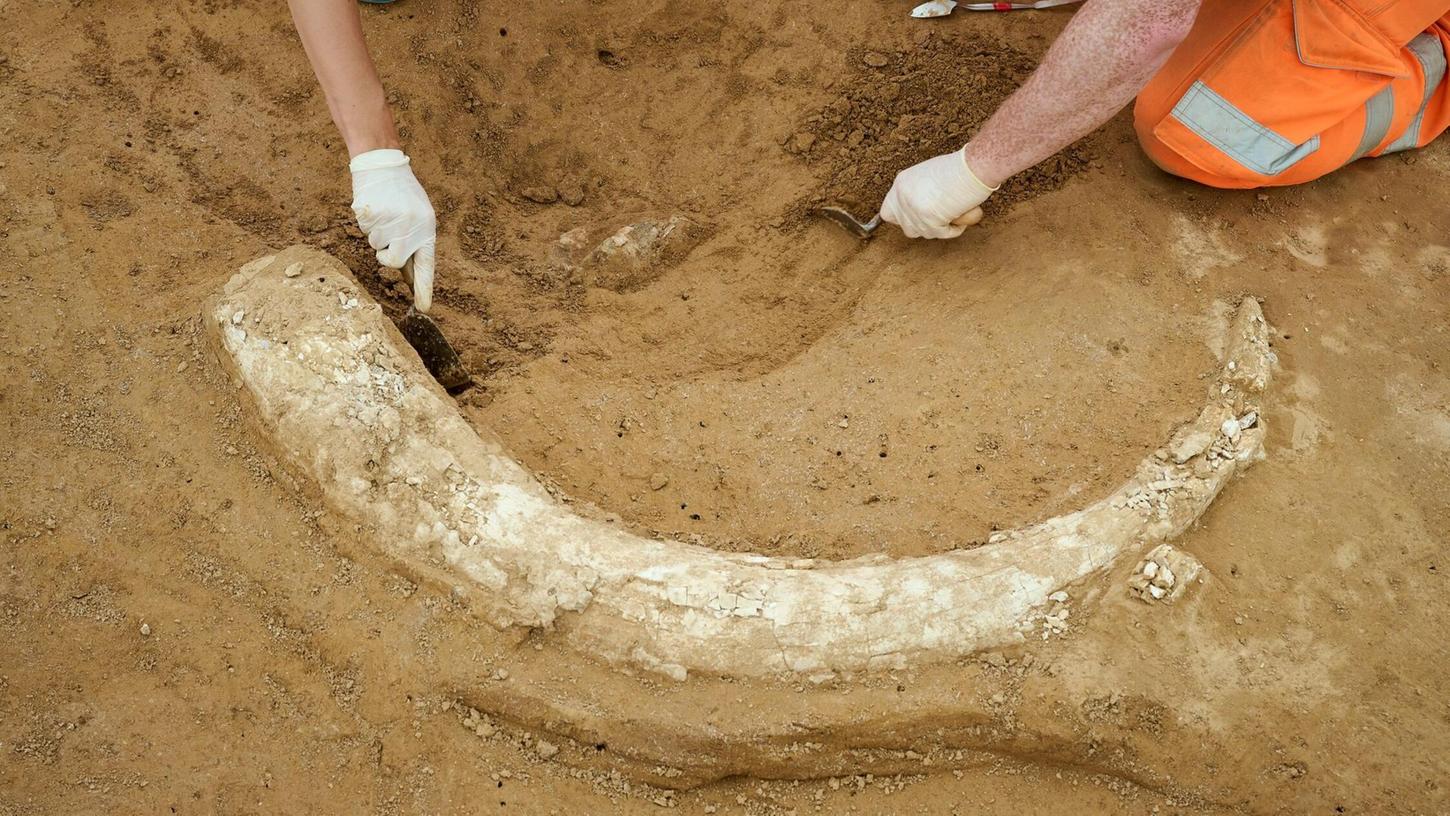 Der Mammutzahn ist etwa 1,20 Meter lang. Der Mammutzahn ist etwa 1,20 Meter lang.