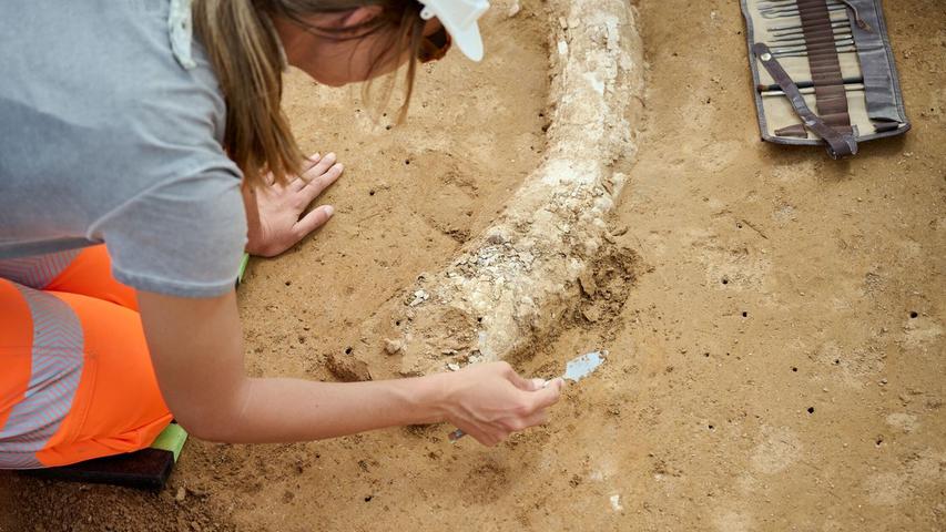Der Fund stammt aus der Eiszeit und dürfte Experten zufolge mindestens 12.000 Jahre alt sein. Der Fund stammt aus der Eiszeit und dürfte Experten zufolge mindestens 12.000 Jahre alt sein.