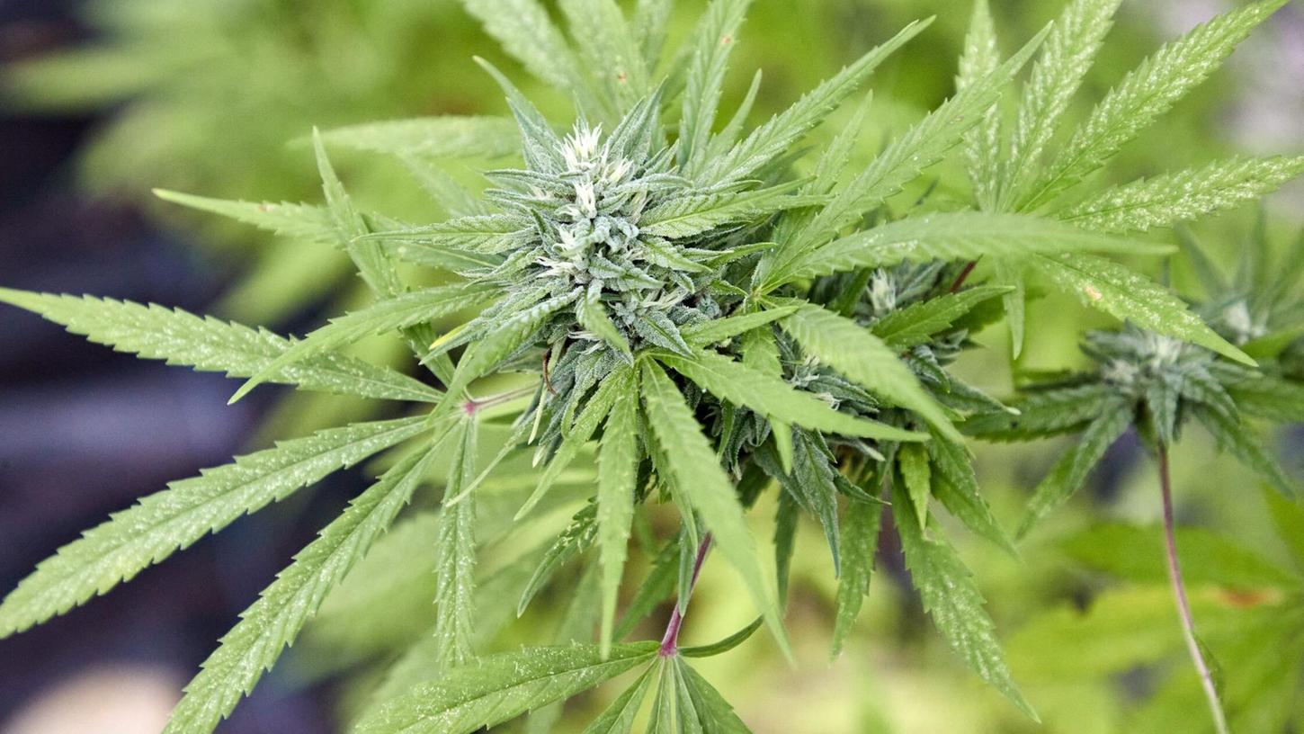 Die Polizei stellte unter anderem Marihuana, Marihuanapflanzen und Amphetamin sicher. (Symbolbild) Die Polizei stellte unter anderem Marihuana, Marihuanapflanzen und Amphetamin sicher. (Symbolbild)