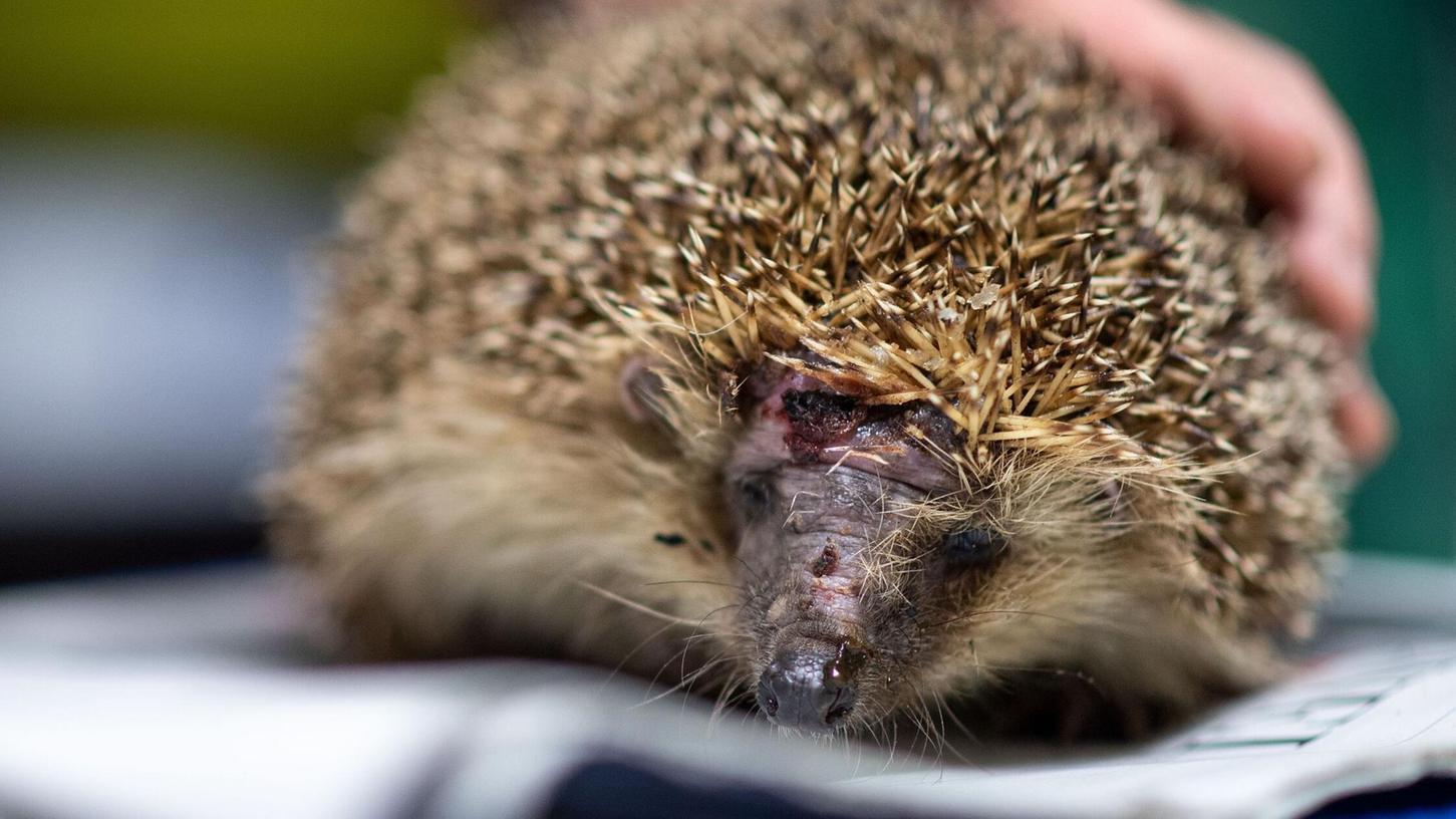 Mähroboter sind wahre Todesfallen für Igel. (Foto-Archiv) Mähroboter sind wahre Todesfallen für Igel. (Foto-Archiv)