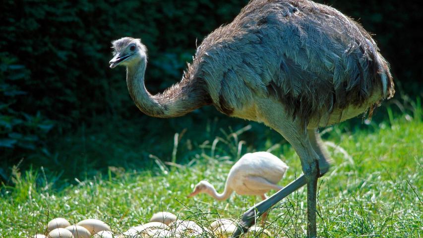 Der Nandu-Papa kümmert sich um seine Jungen, dabei haben sie oft verschiedene Mütter. Der Nandu-Papa kümmert sich um seine Jungen, dabei haben sie oft verschiedene Mütter.