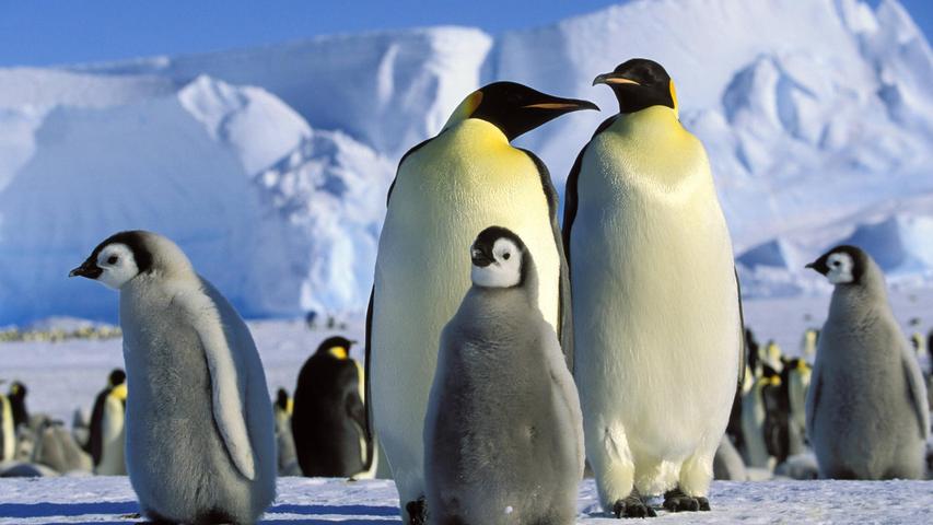 Gemeinsam mit vielen anderen Papas passen die Kaiserpinguine auf die Eier auf. Gemeinsam mit vielen anderen Papas passen die Kaiserpinguine auf die Eier auf.