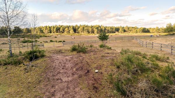 Wild horse reserve at Tennenloher Forst in Erlange