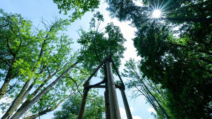 Lange Trockenperioden machen immer mehr Bäumen in historischen Parks zu schaffen. Lange Trockenperioden machen immer mehr Bäumen in historischen Parks zu schaffen.