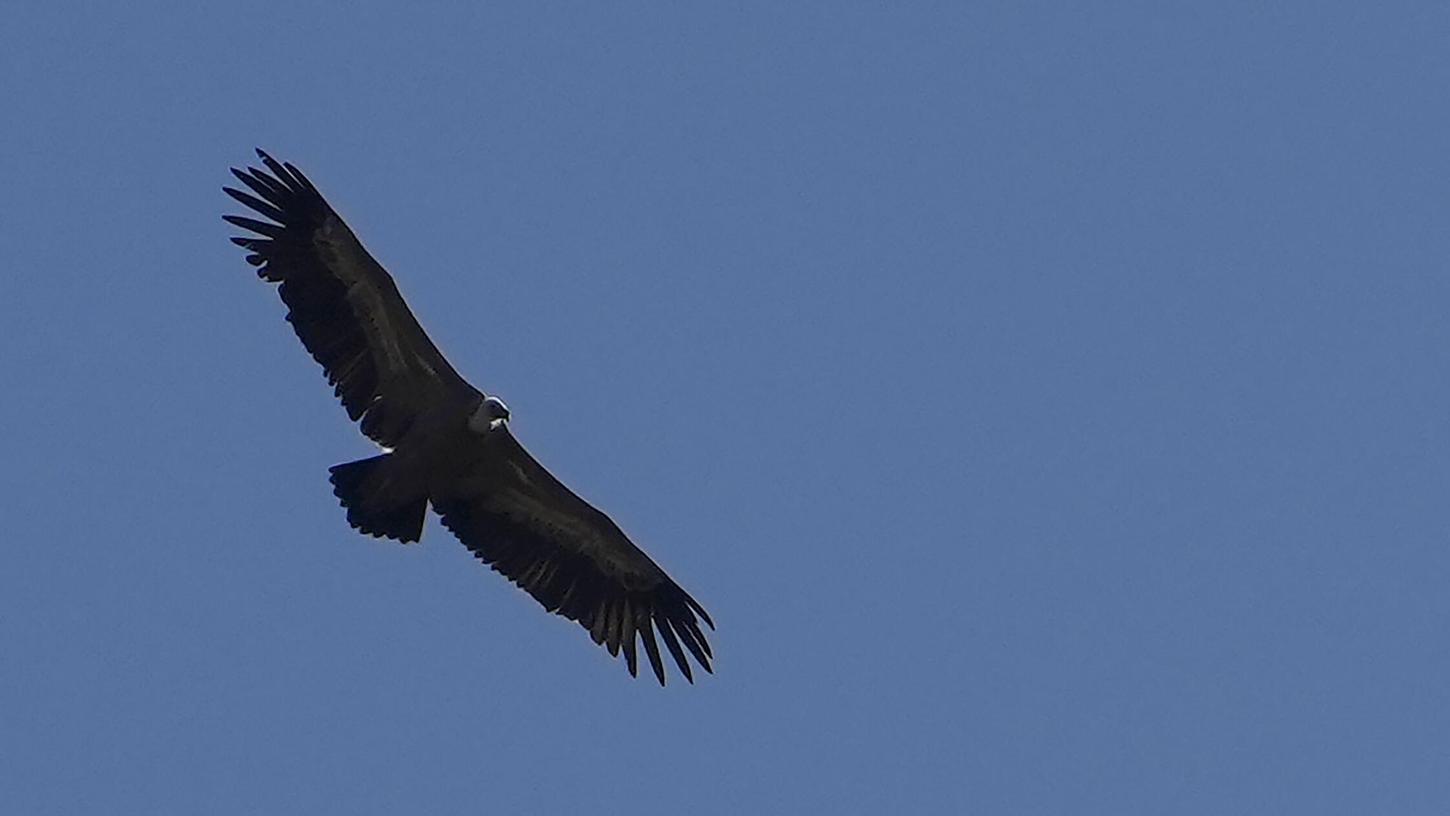 Ein Gänsegeier im Flug. (Archivbild) Ein Gänsegeier im Flug. (Archivbild)