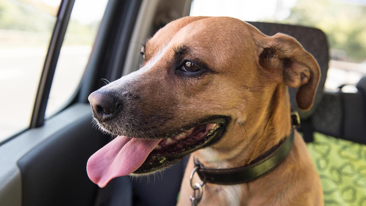 Weil ein Mann seinen Hund im Auto gelassen hatte, entstand am Kauerlacher Weiher offenbar eine Auseinandersetzung (Symbolbild). Weil ein Mann seinen Hund im Auto gelassen hatte, entstand am Kauerlacher Weiher offenbar eine Auseinandersetzung (Symbolbild).