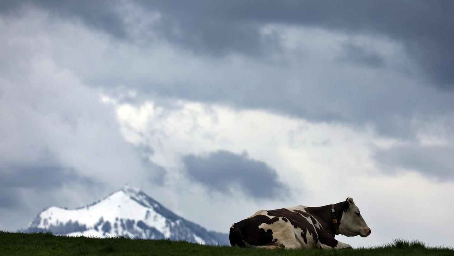 Eine bayerische Kuh gibt im Schnitt weniger Milch als im Bundesvergleich. (Symbolbild) Eine bayerische Kuh gibt im Schnitt weniger Milch als im Bundesvergleich. (Symbolbild)