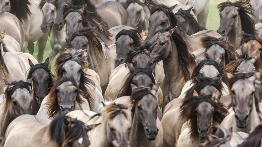 Wildpferde im Münsterland bei Dülmen - einmal im Jahr werden die Junghengste gefangen. Wildpferde im Münsterland bei Dülmen - einmal im Jahr werden die Junghengste gefangen.