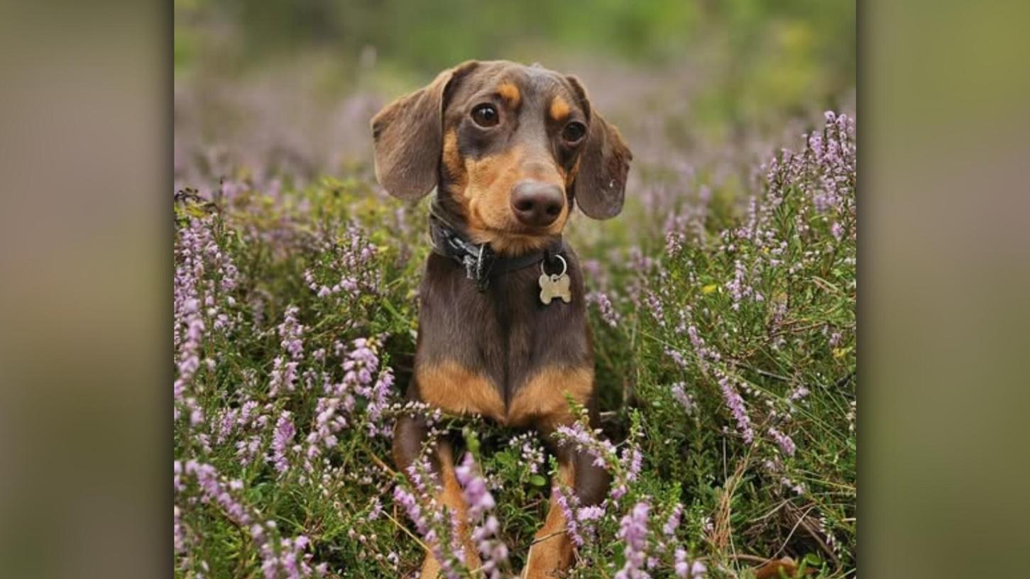Dackel Schorsch sucht für sich und seine Hundekumpels ein neues Zuhause. Dackel Schorsch sucht für sich und seine Hundekumpels ein neues Zuhause.