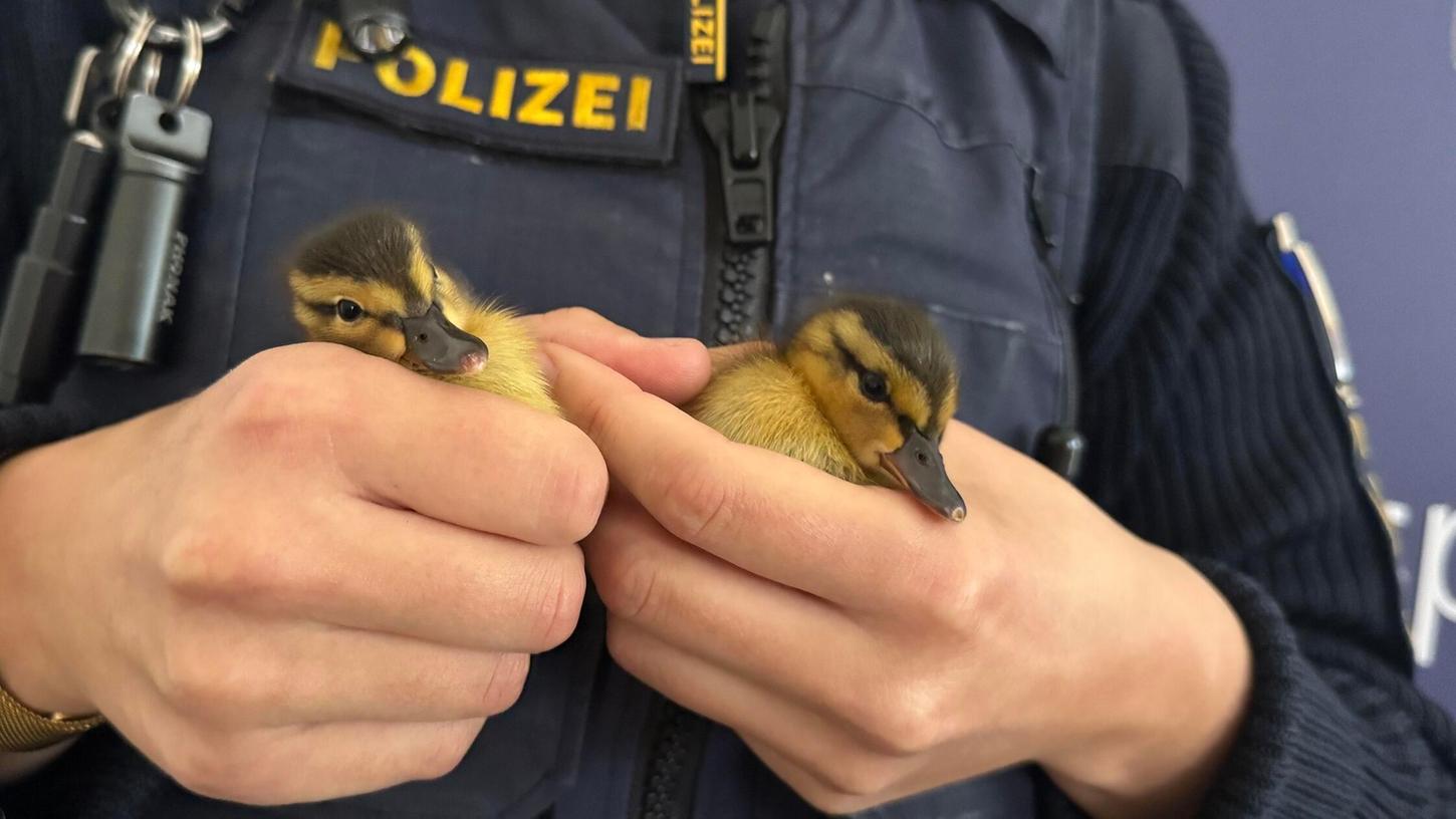 Sie waren völlig orientierungslos auf der A3: Die Polizisten brachten die fünf Küken in die Dienststelle der Verkehrspolizeiinspektion Regensburg. Sie waren völlig orientierungslos auf der A3: Die Polizisten brachten die fünf Küken in die Dienststelle der Verkehrspolizeiinspektion Regensburg.