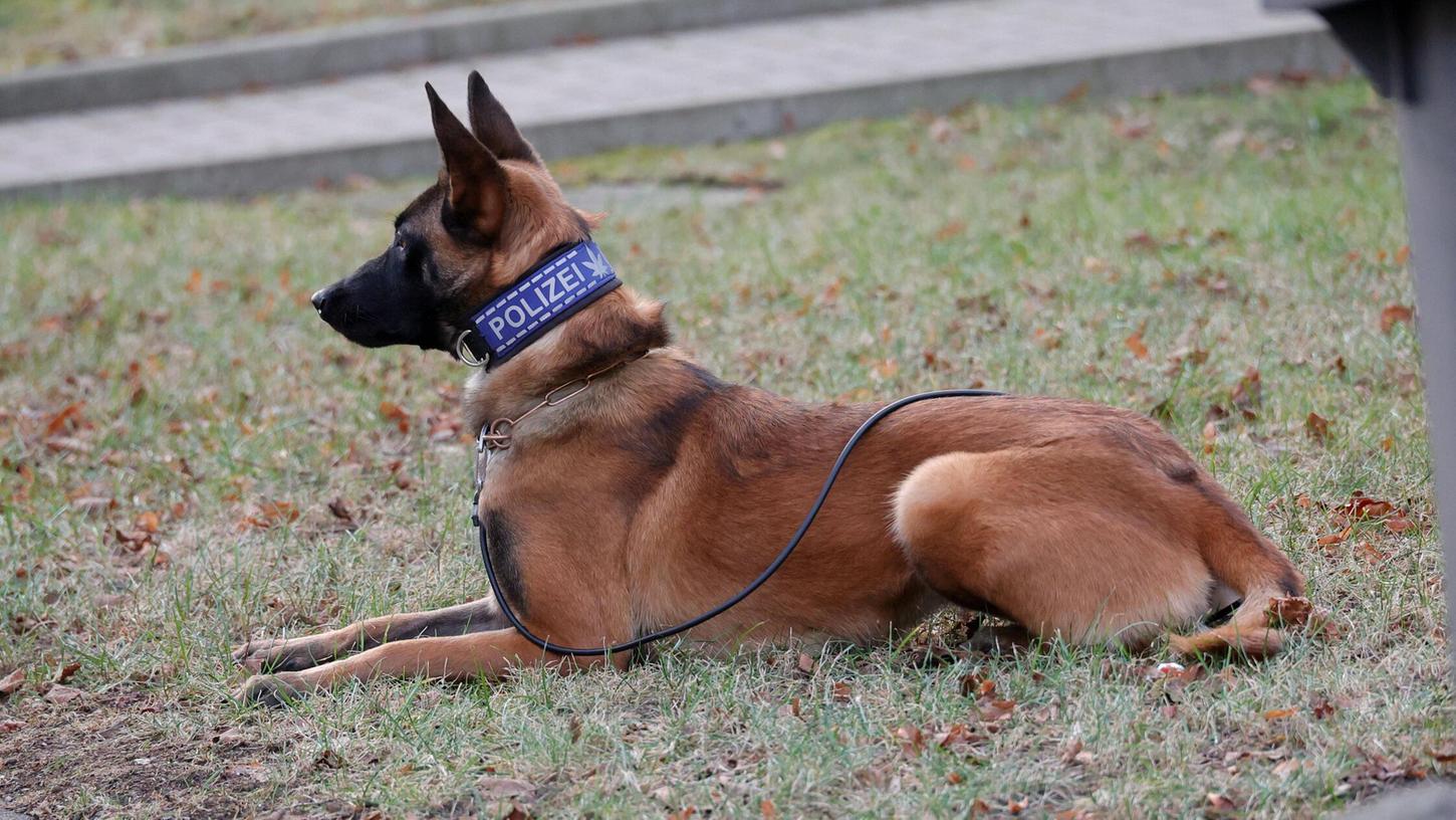 Ein Spürhund der Polizei entdeckte das Geld auf dem Dachboden des Verdächtigen (Symbolbild). Ein Spürhund der Polizei entdeckte das Geld auf dem Dachboden des Verdächtigen (Symbolbild).