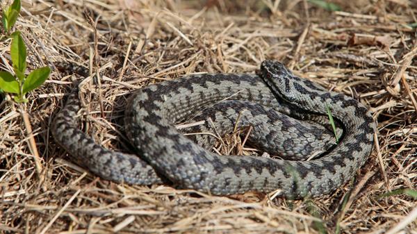 Biotope Schleuse Eibach