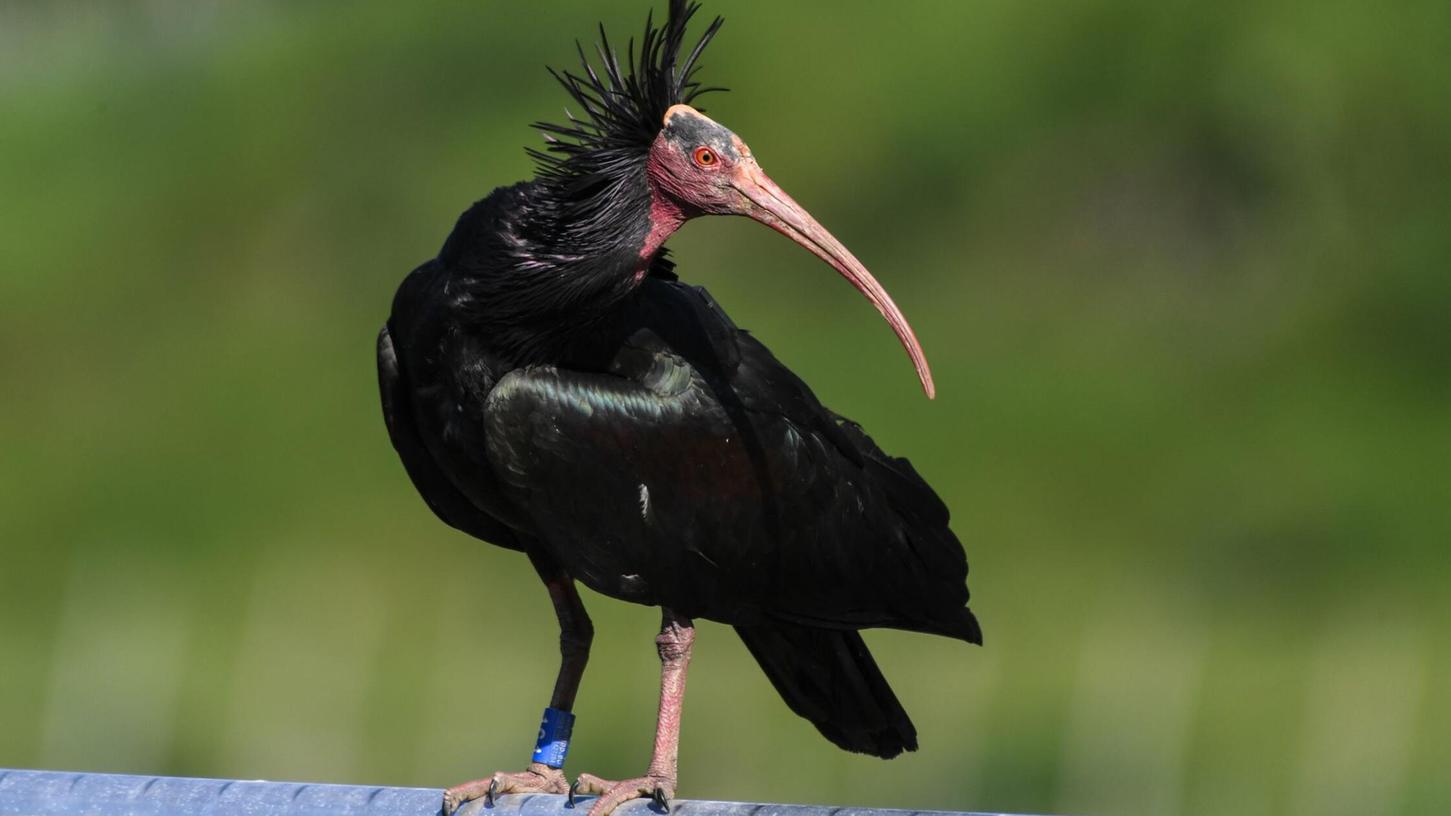 Ein junges Waldrapp-Weibchen kommt zum Bodensee zurück. Ein junges Waldrapp-Weibchen kommt zum Bodensee zurück.
