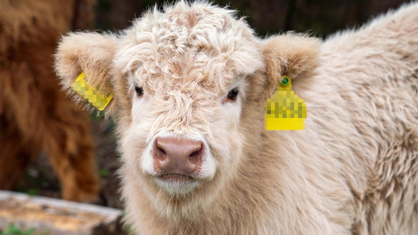 Kälbchen Moritz wurde Ende April in Creußen von Mutter Liselotte unter einer Hochspannungsleitung der Bayernwerk Netz geboren. Innerhalb einer kleinen Herde Schottischer Hochlandrinder hilft er schon früh beim Ökologischen Trassenmanagement. Kälbchen Moritz wurde Ende April in Creußen von Mutter Liselotte unter einer Hochspannungsleitung der Bayernwerk Netz geboren. Innerhalb einer kleinen Herde Schottischer Hochlandrinder hilft er schon früh beim Ökologischen Trassenmanagement.