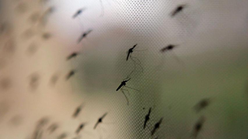 Die Anopheles-Mücke umfasst weltweit sehr viele verschiedene Arten. Die Anopheles-Mücke umfasst weltweit sehr viele verschiedene Arten.