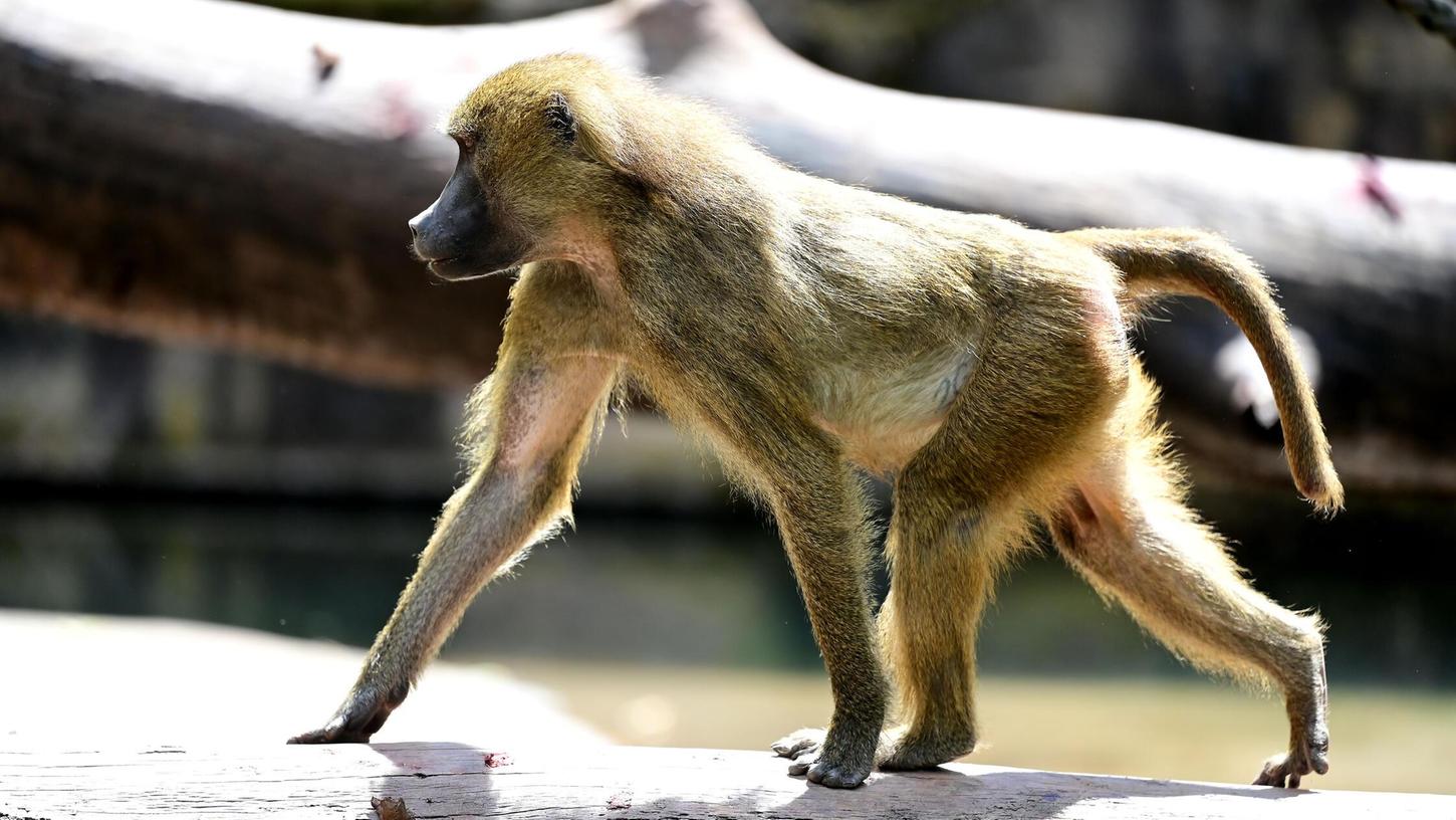 Die Proteste gegen die Tötung der Paviane werden lauter. Der Tiergarten betont, dass er nach wie vor keine akzeptable Alternative sehe. Die Proteste gegen die Tötung der Paviane werden lauter. Der Tiergarten betont, dass er nach wie vor keine akzeptable Alternative sehe.