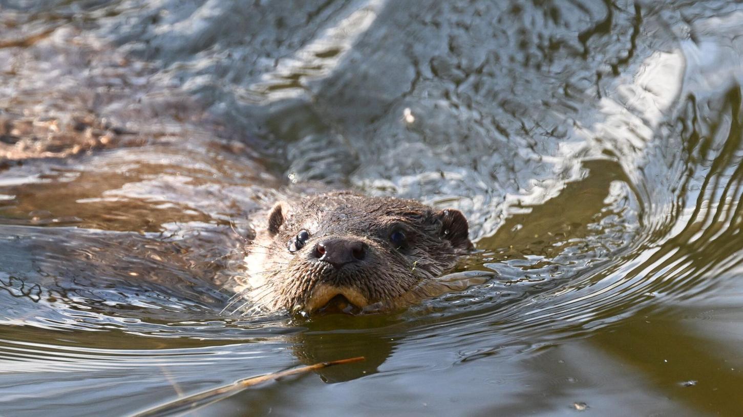 Nach einem Beschluss des Verwaltungsgerichts Bayreuth bleibt die Tötung der streng geschützten Fischotter in Ausnahmefällen möglich. (Archivbild) Nach einem Beschluss des Verwaltungsgerichts Bayreuth bleibt die Tötung der streng geschützten Fischotter in Ausnahmefällen möglich. (Archivbild)