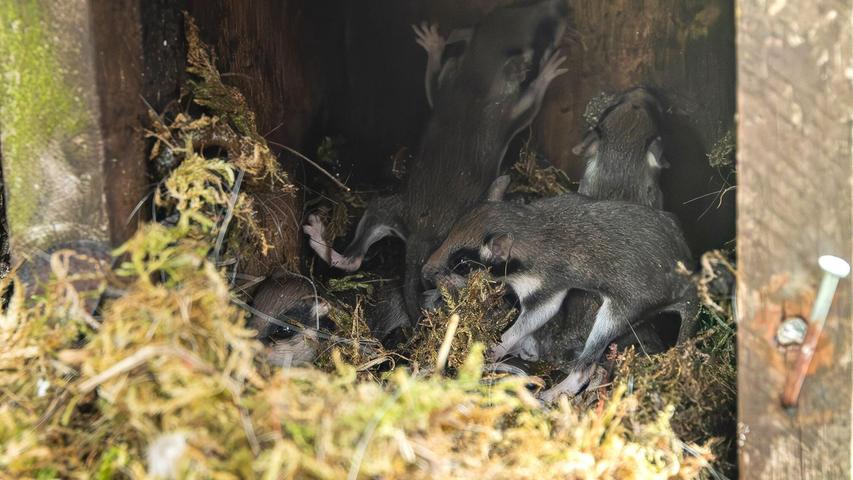 Auch in Nistkästen bauen die kleinen Tiere ihre Nester - wie hier im Harz. (Archivbild) Auch in Nistkästen bauen die kleinen Tiere ihre Nester - wie hier im Harz. (Archivbild)