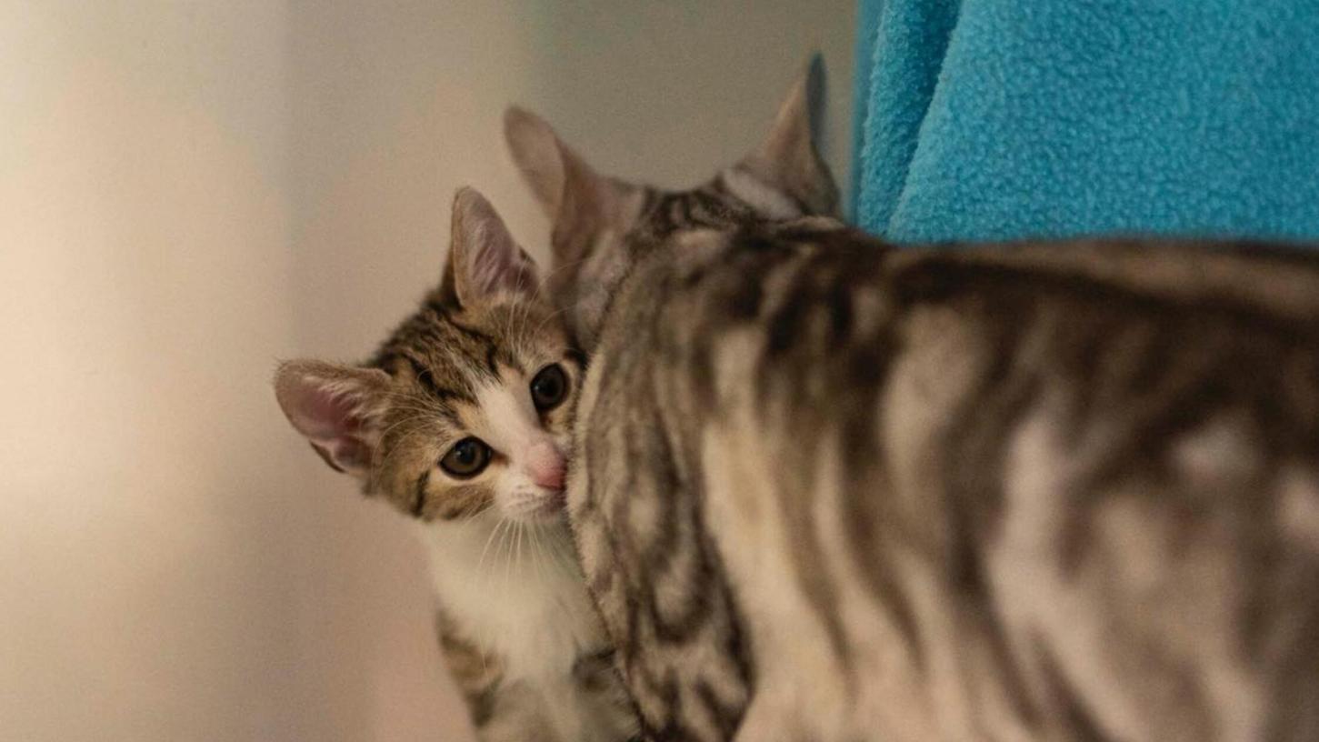 Die Katzenmädchen Klara und Sasu suchen gemeinsam nach einem neuen Zuhause. Die Katzenmädchen Klara und Sasu suchen gemeinsam nach einem neuen Zuhause.