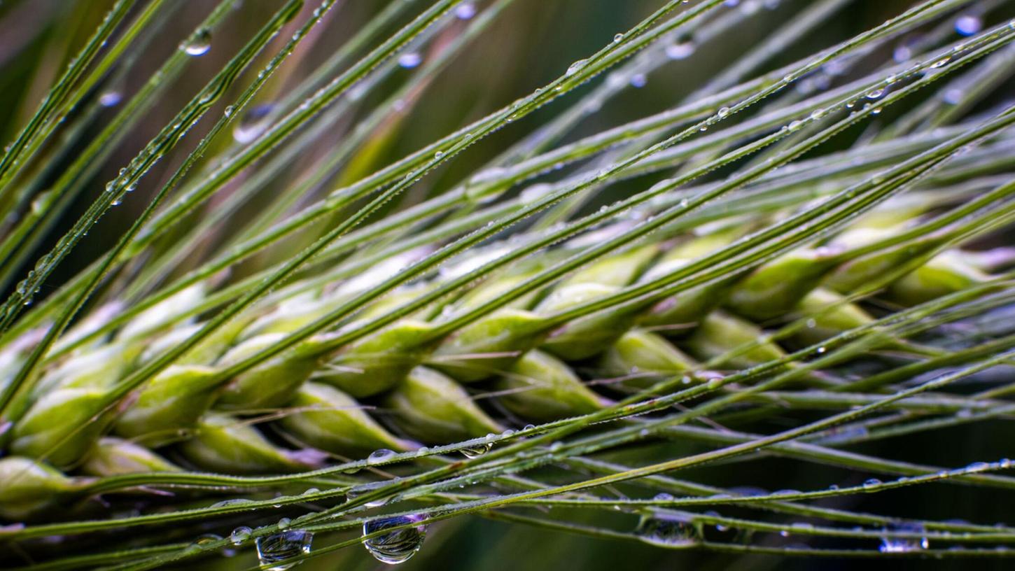 Dringend benötigt: Regen in der Landwirtschaft. Dringend benötigt: Regen in der Landwirtschaft.