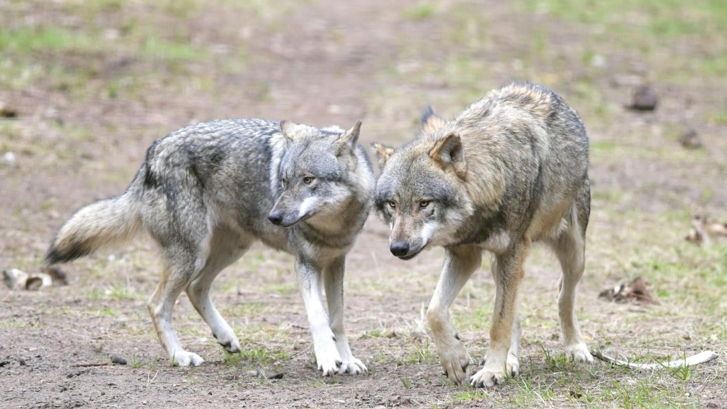 Die EU-Länder haben die Änderung des Schutzstatus des Wolfes angenommen. (Archivbild) Die EU-Länder haben die Änderung des Schutzstatus des Wolfes angenommen. (Archivbild)