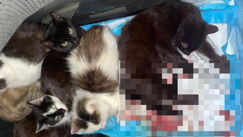 Alles war voller Blut: Unbekannter legt Katzenbabys vor Rother Tierheim ab Alles war voller Blut: Unbekannter legt Katzenbabys vor Rother Tierheim ab