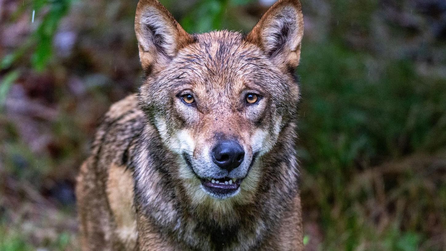 In der Regierungskoalition in Bayern gibt es Streit um den Umgang mit dem Wolf. (Archivbild) In der Regierungskoalition in Bayern gibt es Streit um den Umgang mit dem Wolf. (Archivbild)