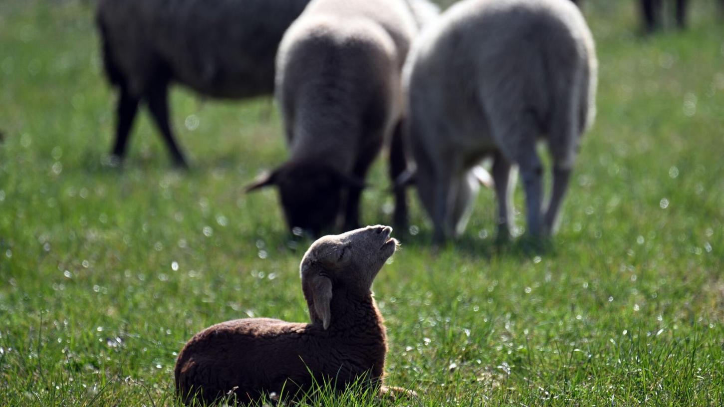 Kleinere Tiere wie Lämmer kann ein Goldschakal leicht erbeuten. (Symbolbild) Kleinere Tiere wie Lämmer kann ein Goldschakal leicht erbeuten. (Symbolbild)