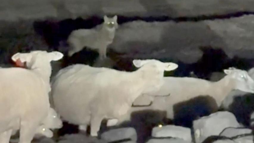 Eine Wildtierkamera hat den Goldschakal auf Sylt aufgenommen. (Archivbild) Eine Wildtierkamera hat den Goldschakal auf Sylt aufgenommen. (Archivbild)